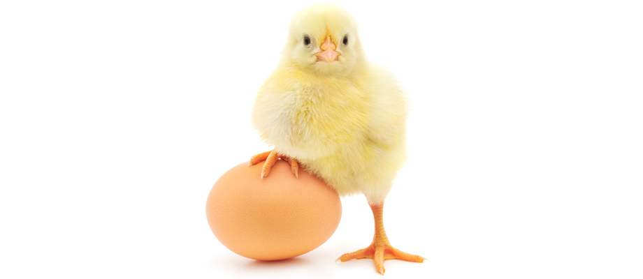 SEO e conteúdo: ovo ou galinha